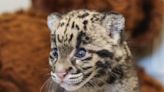 Nashville Zoo welcomes two new babies: A clouded leopard cub and a civet kit