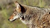 O’Hara Township warns residents after coyote sightings reported