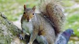 How squirrels cope with stress: New study may offer climate lessons for humans