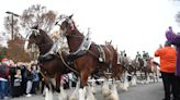 Budweiser Clydesdales to visit fair Wednesday