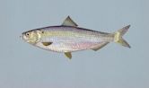 Blueback herring