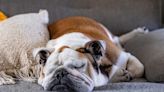 ‘Unemployed’ English Bulldog’s Daily Routine Is Enough to Make Anyone Jealous