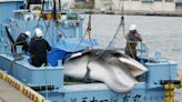 Japan Shops a New, Vulnerable Species for Its Whale Hunt