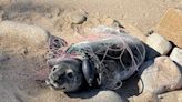 Rescuers save seal tangled in plastic and stranded on Block Island - The Boston Globe