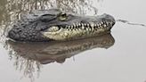 Crocodile cops sent to investigate turns out to be toy