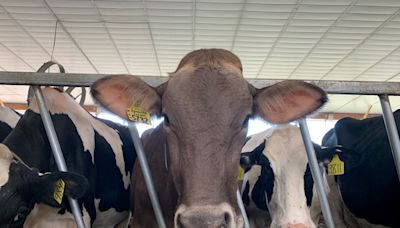 New regulations for importing dairy cattle to NY