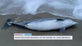 Dead dolphin washes ashore in Long Branch