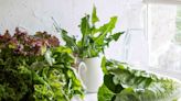 Did You Know There Are More Than a Dozen Types of Lettuces? Here's a Visual Guide & Recipes to Try Them All