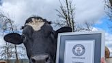 6-foot, 4-inch steer officially the tallest in the world