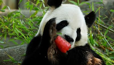 Los últimos pandas gigantes de Estados Unidos se van, pero China enviará más