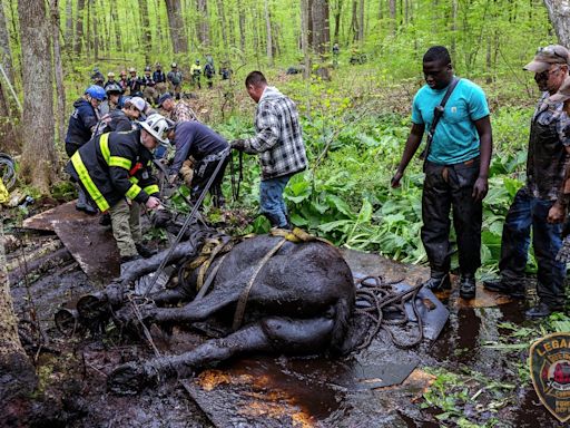 In pictures: Dramatic moment horses are rescued from mud in Connecticut