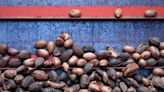 Texas Pecan Harvest Impacted By Heat And Drought Spell