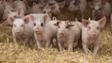 Pig tech promises 5-day advantage detecting coughs - Farmers Weekly