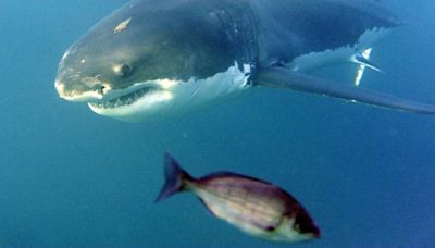 Hallan similitudes en la dieta del extinto megalodón y la del gran tiburón blanco