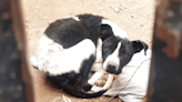 Conmovedor rescate: salvaron a un perro desnutrido y abandonado por su dueño, en Cipolletti - Diario Río Negro