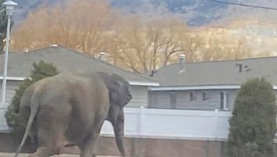 Elefante escapa de circo y deambula por calles de Montana: VIDEO