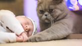 Cat Vomits After Meeting Newborn—Because Cats