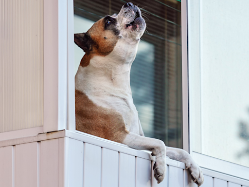 Boxer Dog for Sings 'Like Something Out of a Graveyard' and People Are Here for It