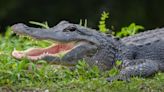 Clueless everglades hikers make children pose for photo with alligator