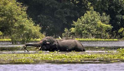 Assam floods: 129 wild animals die at Kaziranga National Park