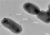 Bacterial conjugation