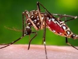 Worried about dengue fever? Here are symptoms and where it's been reported in Florida