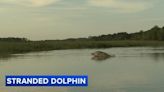 Residents concerned about dolphin stuck for days in small South Jersey creek - KVIA