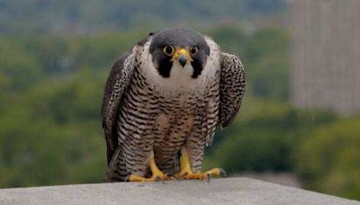 Fastest birds: Mass. Wildlife officials attach ID bands to peregrine falcon chicks