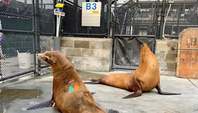 Dozens of sea lions in California sick with domoic acid poisoning: Are humans at risk?