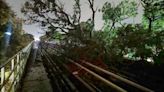 Rain wreaks havoc in Bengaluru, metro services disrupted as tree branch falls on track