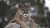 70-year-old man attacked by cougar, avoids serious injuries