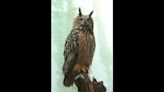 Owl sprung from Central Park Zoo evades capture, NY officials say. ‘Lil wise guy’