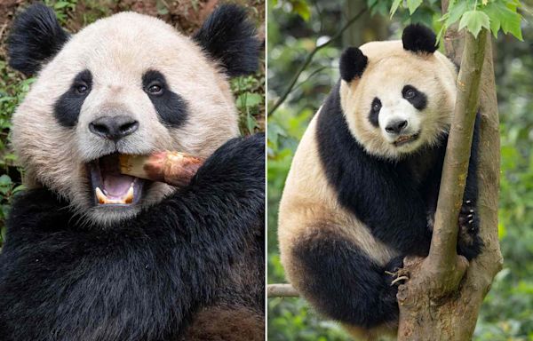 Pandas Are Returning to the San Diego Zoo! Meet the 'Gentle' Bears Moving to California