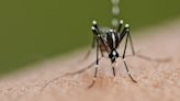 Skeeters be gone: Winnipeg mosquito spraying to start Sunday night
