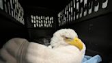 3 bald eagles dead, 10 sick after eating euthanized animals