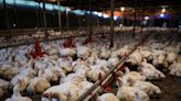 Malaysia allows kampung, black chicken to be exported to Singapore: report