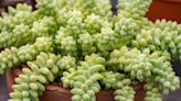 31 Types of Succulents Worth Growing