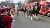 Back in the saddle: Budweiser Clydesdales parade through Tuscaloosa