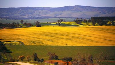 Analysis-Australia could be canola trade winner if China gets over fungus worries