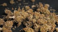 Marijuana smokers could be at more risk for emphysema than cigarette smokers: Study