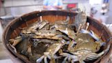 NC's blue crab numbers have been dropping for years, and the possible reasons why are many