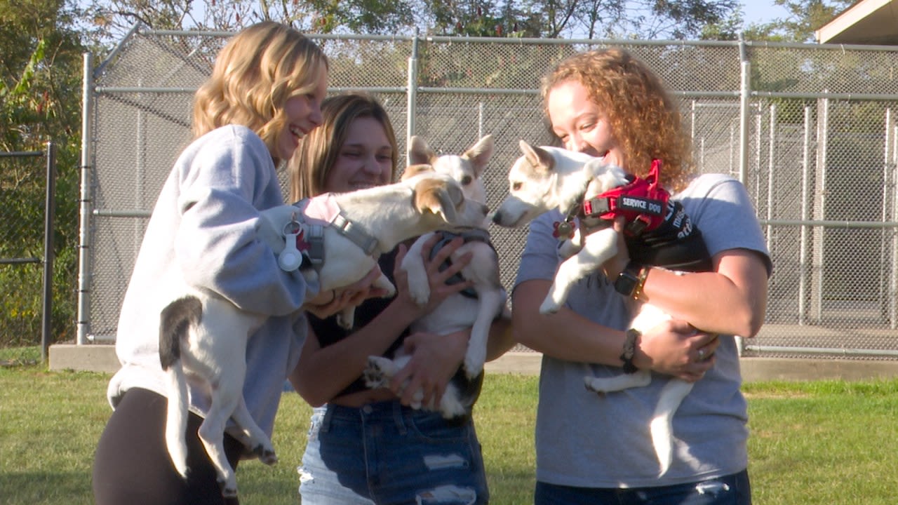 3 dogs rescued from hoarding case get a second chance at love and life