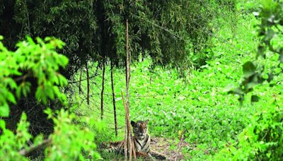 Tiger foundations flourishing in Karnataka