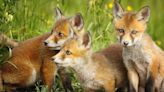 Fox Family Living in Woman's Garden Has Turf War Worthy of House of the Dragon