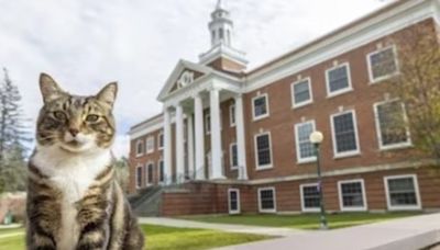 Un caso único: una universidad de EEUU le otorgó a un gato un doctorado honorífico