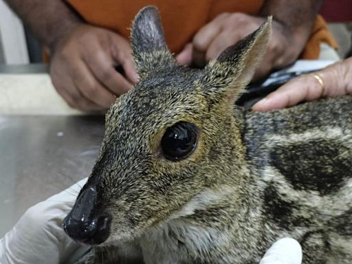 Maharashtra: World’s Smallest Pisuri Deer Found Hurt in Ambernath MIDC’s Forest Region