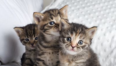 Litter of Kittens Have the Sweetest Response After Not Seeing Mom All Day