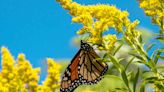 How to Create a Pollinator-Friendly Garden