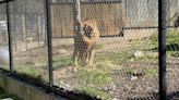 Austin Zoo celebrates 2 lions’ 10th birthday