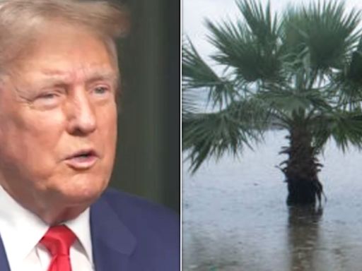 Donald Trump's 'Nonsensical' Jab At Rising Sea Levels Is Hit By Wave Of Mockery